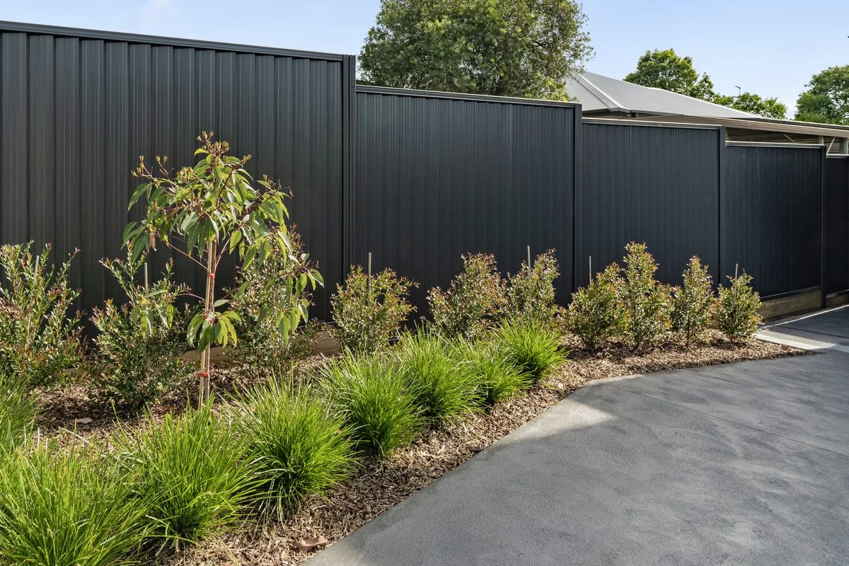 New garden bed with native grasses and screening shrubs along a dark fence, Seven Hills