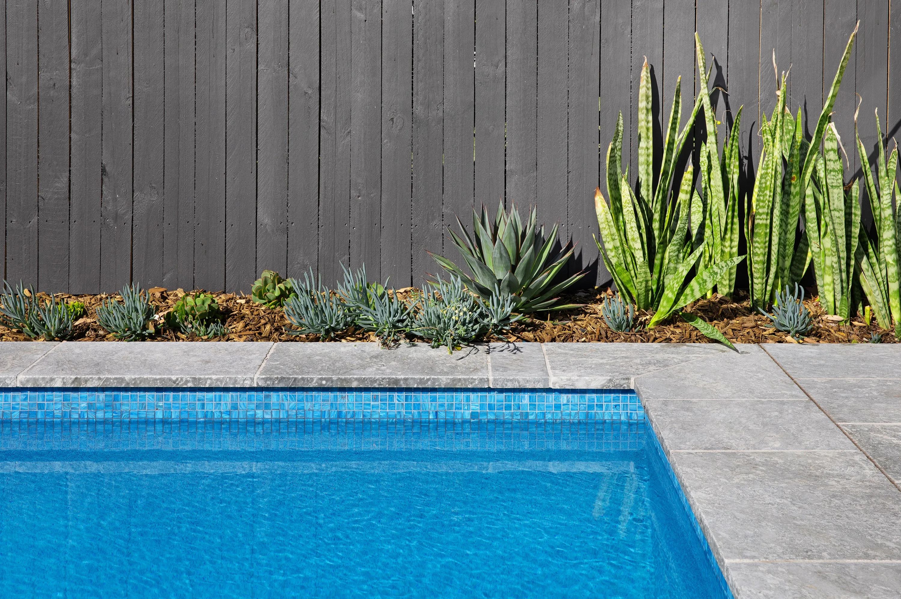 Blue mosaic waterline tiles and grey stone coping with succulent garden, Willoughby